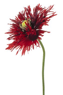 Kırmızı ve mor renkli gelincik çiçeğinin stüdyo çekimi beyaz arka planda izole edildi. Geniş Alan Derinliği (DOF). Makro. Yakın plan..