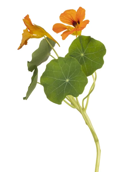 Fleur Nasturtium Couleur Orange Isolée Sur Fond Blanc Grande Profondeur — Photo
