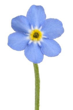 Stüdyo Mavi Renkli Unutma Beni Çiçeği Beyaz Arkaplanda İzole Edildi. Geniş Alan Derinliği (Dof). Makro. Yakın plan..