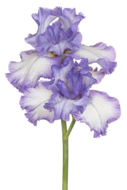 Mavi Renkli Iris Çiçeği 'nin Stüdyo Çekimi Beyaz Arkaplanda İzole Edildi. Geniş Alan Derinliği (DOF). Makro. Yakın plan..