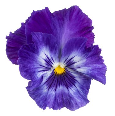 Mavi Renkli İbne Çiçeği Stüdyosu Beyaz Arkaplanda İzole Edildi. Geniş Alan Derinliği (DOF). Makro. Yakın plan..