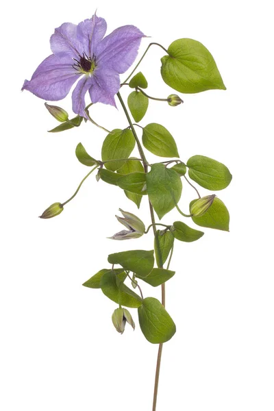 Studio Shot Lilac Colored Clematis Flower Isolated White Background Large — Stock Photo, Image