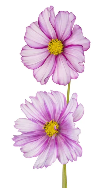 Studio Colpo Magenta Colorato Cosmos Fiori Isolato Sfondo Bianco Ampia — Foto Stock