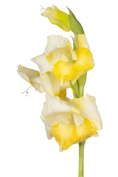 Studio Shot Του Κίτρινου Χρωματιστά Gladiolus Λουλούδι Απομονώνονται Λευκό Φόντο — Φωτογραφία Αρχείου
