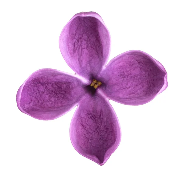 Studio Shot Purple Colored Lilac Flower Isolado Fundo Branco Grande — Fotografia de Stock