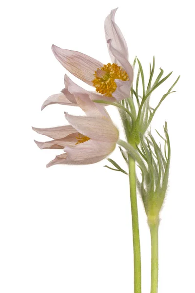 Studio Colpo Beige Colorato Pasque Fiori Isolato Sfondo Bianco Ampia — Foto Stock