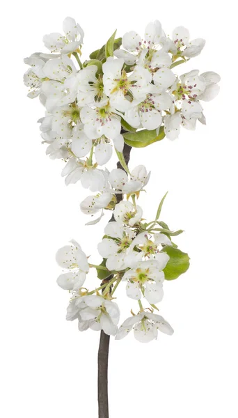 Studio Shot White Color Pear Blossom Aislado Sobre Fondo Blanco — Foto de Stock