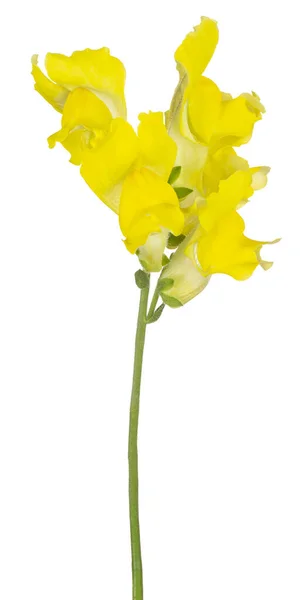 Студийный Снимок Желтого Цветка Snapdragon Flower Isolated White Fone Large — стоковое фото