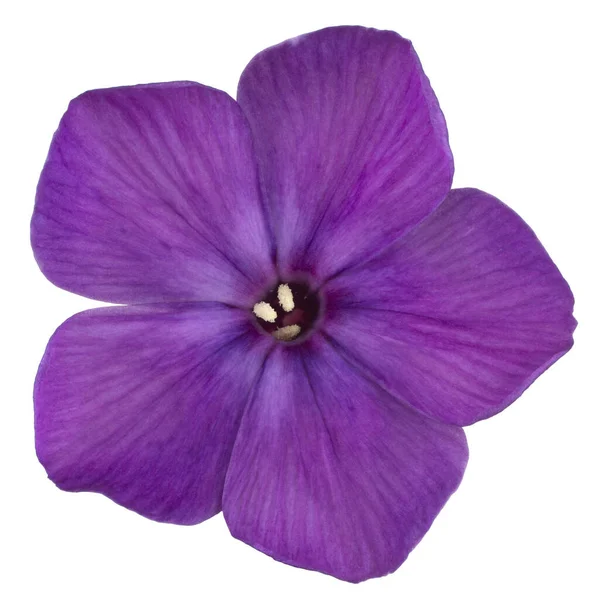 Studio Shot Purple Flor Phlox Color Aislado Sobre Fondo Blanco — Foto de Stock