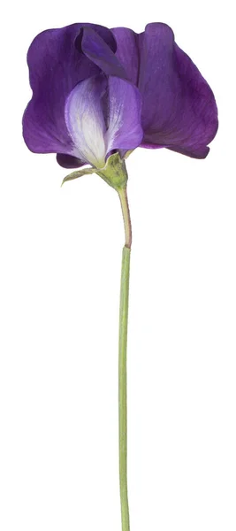 Studio Colpo Viola Colorato Fiore Pisello Dolce Isolato Sfondo Bianco — Foto Stock