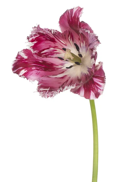 Magenta Renkli Lale Çiçeği Nin Stüdyo Çekimi Beyaz Arkaplanda Zole — Stok fotoğraf