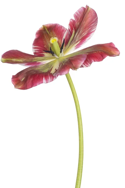 Studio Shot Van Rood Groen Gekleurde Tulpenbloem Geïsoleerd Witte Achtergrond — Stockfoto