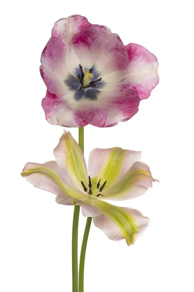 Studio Shot Van Veelkleurige Tulpenbloemen Geïsoleerd Witte Achtergrond Grote Velddiepte — Stockfoto