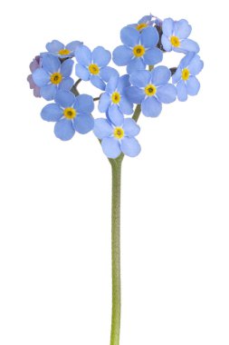 Stüdyo Mavi Renkli Unutma Beni Çiçeği Beyaz Arkaplanda İzole Edildi. Geniş Alan Derinliği (Dof). Makro. Yakın plan..