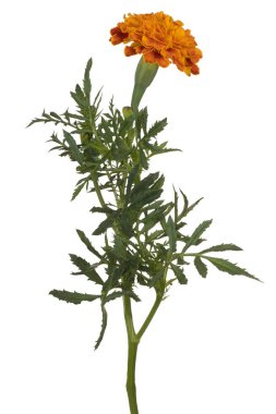 Çok Renkli Fransız Marigold Çiçeği 'nin Stüdyo Çekimi Beyaz Arkaplanda İzole Edildi. Geniş Alan Derinliği (Dof). Makro. Yakın plan..