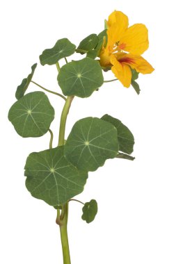 Stüdyo Sarı Renkli Nasturtium Çiçeği Beyaz Arkaplanda İzole Edildi. Geniş Alan Derinliği (DOF). Makro. Yakın plan..