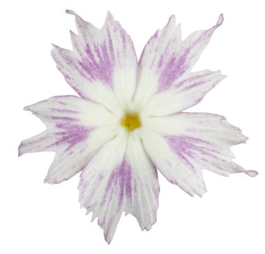 Beyaz ve Magenta Renkli Phlox Çiçeğinin Stüdyo Çekimi Beyaz Arkaplanda İzole Edildi. Geniş Alan Derinliği (Dof). Makro. Yakın plan..