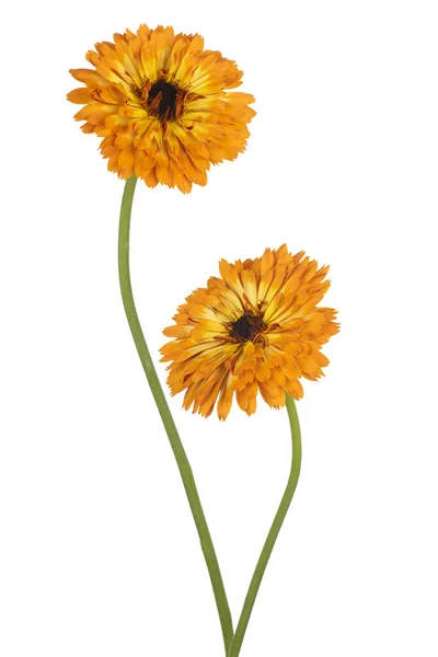 Studio Shot Orange Colored Calendula Flowers Isolated White Background Large — Stock Photo, Image