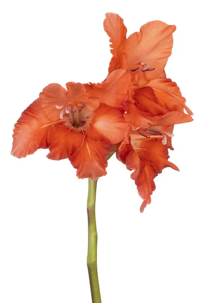 Studio Skott Orange Färgade Gladiolus Blomma Isolerad Vit Bakgrund Stort — Stockfoto