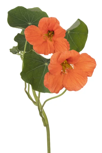 Studio Shot Orange Colored Nasturtium Kwiat Izolowane Białym Tle Duża — Zdjęcie stockowe
