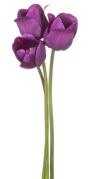 Studio Shot Van Blauw Gekleurde Tulpenbloemen Geïsoleerd Witte Achtergrond Grote — Stockfoto