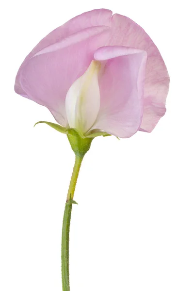Studio Shot Pink Colored Sweet Pea Flower Isolated White Background — Stock Photo, Image