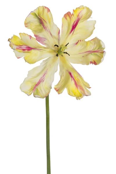 Studio Shot Yellow Colored Tulip Flower Isolated White Background Grande — Photo