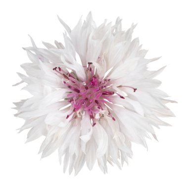 Beyaz Arka Plan üzerinde Izole Beyaz Renkli Cornflower Stüdyo Shot. Geniş Alan Derinliği (Dof). Makro. Close.