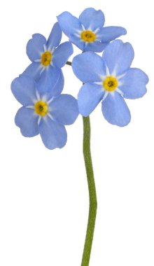 Stüdyo Mavi Renkli Unutma Beni Çiçeği Beyaz Arkaplanda İzole Edildi. Geniş Alan Derinliği (Dof). Makro. Yakın plan..