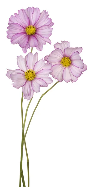 Studio Shot Magenta Colored Cosmos Flowers Isolated White Background Large — Stock Photo, Image