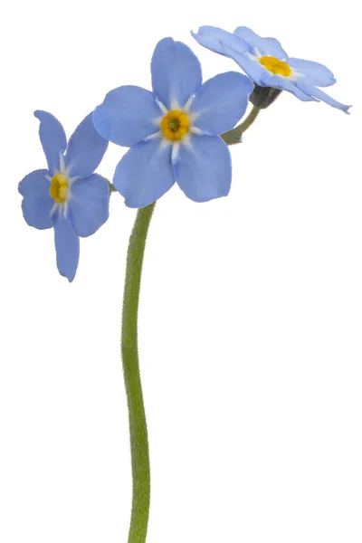 Stüdyo Mavi Renkli Unutma Beni Çiçeği Beyaz Arkaplanda Zole Edildi — Stok fotoğraf