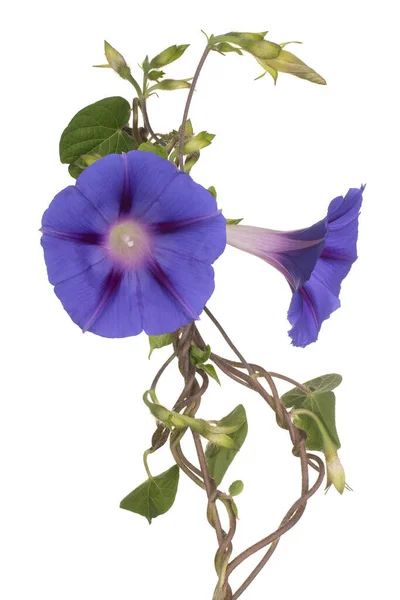 Studio Shot Blue Colored Morning Glory Flowers Isolado Fundo Branco — Fotografia de Stock