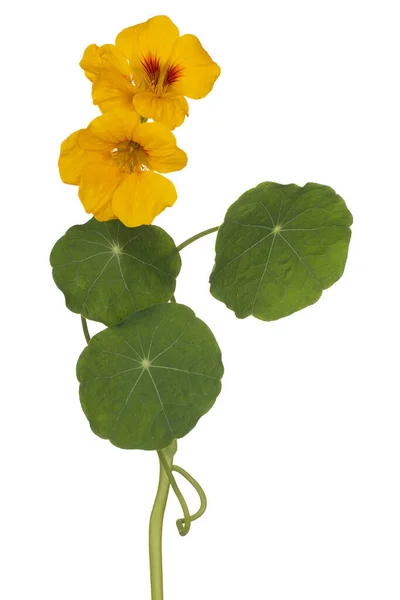 Studio Shot Yellow Colored Nasturtium Flower Aislado Sobre Fondo Blanco —  Fotos de Stock