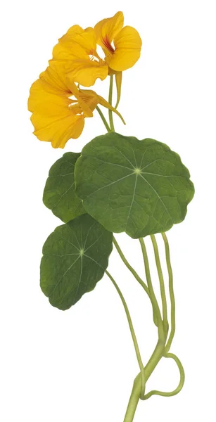 Studio Shot Yellow Colored Nasturtium Flower Izolowane Białym Tle Duża — Zdjęcie stockowe