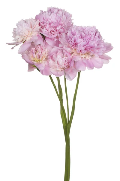 Studiová Střela Lilac Barevná Peony Květiny Izolovaná Bílém Pozadí Velká — Stock fotografie