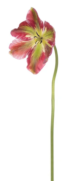 Studio Skott Röda Och Gröna Färgade Tulpan Blomma Isolerad Vit — Stockfoto
