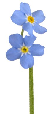 Stüdyo Mavi Renkli Unutma Beni Çiçeği Beyaz Arkaplanda İzole Edildi. Geniş Alan Derinliği (Dof). Makro. Yakın plan..