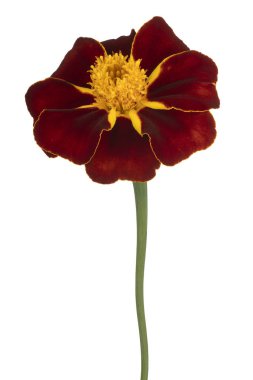 Çok Renkli Fransız Marigold Çiçeği 'nin Stüdyo Çekimi Beyaz Arkaplanda İzole Edildi. Geniş Alan Derinliği (Dof). Makro. Yakın plan..