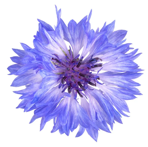 Studio Shot Blue Colored Cornflower Isolado Fundo Branco Grande Profundidade — Fotografia de Stock