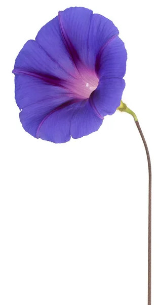 Studio Shot Blue Colored Morning Glory Flower Isolado Fundo Branco — Fotografia de Stock