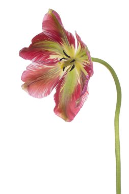 Kırmızı ve Yeşil Renkli Lale Çiçeğinin Stüdyo Çekimi Beyaz Arkaplanda İzole Edildi. Geniş Alan Derinliği (DOF). Makro. Yakın plan..