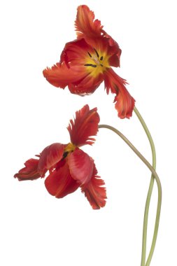 Stüdyo Portakal Renkli Lale Çiçekleri Beyaz Arkaplan 'da izole edildi. Geniş Alan Derinliği (DOF). Makro. Yakın plan..