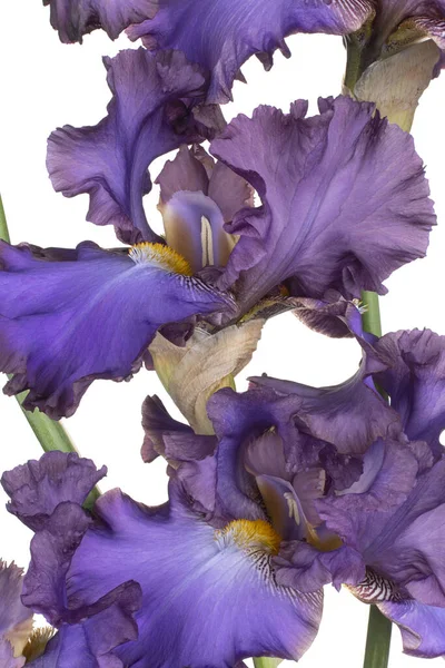 Studio Shot Magenta Colored Iris Flowers Background Macro Close — Stock Photo, Image