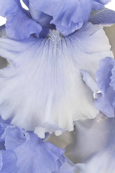 Studio Skott Blå Färgade Iris Blommor Bakgrund Makro Närbild — Stockfoto