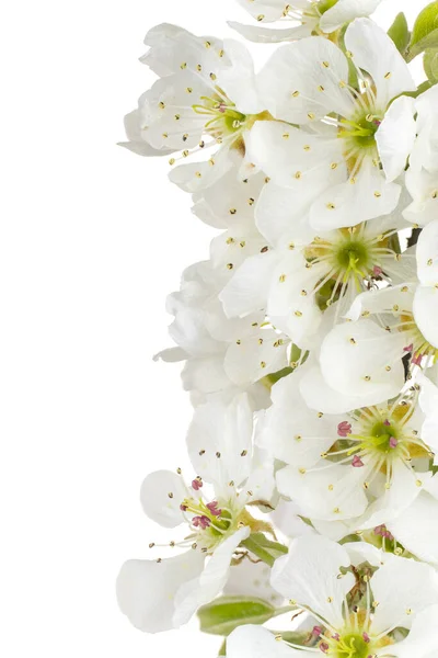 Studio Shot White Colored Pear Flowers Background Macro Close — Stock Photo, Image