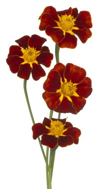 Çok Renkli Marigold Çiçeği 'nin Stüdyo Çekimi Beyaz Arkaplanda İzole Edildi. Geniş Alan Derinliği (DOF). Makro. Yakın plan..