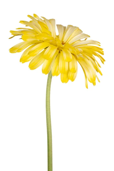 Studio Shot Yellow Colored Calendula Kwiat Izolowany Białym Tle Duża — Zdjęcie stockowe