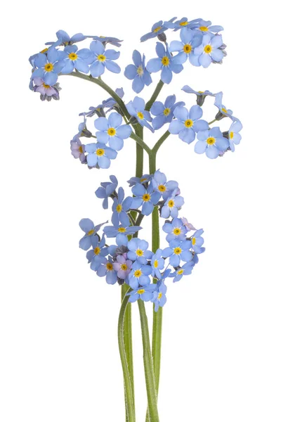 Studio Shot Blue Colored Forget Flowers Απομονωμένα Λευκό Φόντο Μεγάλο — Φωτογραφία Αρχείου