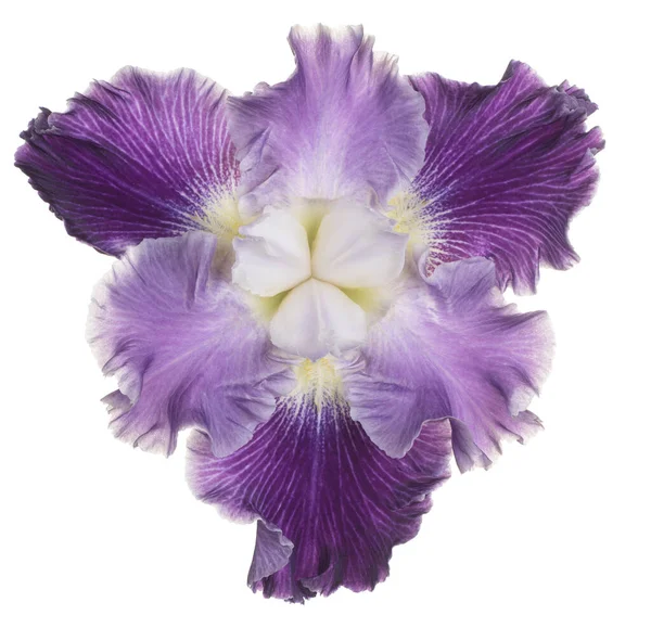 Studio Shot Multicolored Iris Flower Isolated White Background Large Depth — Stock Photo, Image