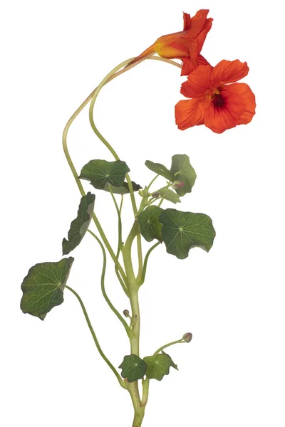 Studio Shot Red Colored Nasturtium Flower Isolated White Background Large — Stock Photo, Image